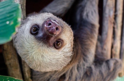 Alturas Wildlife Sanctuary, Costa Rica