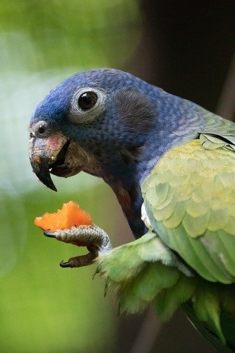 Alturas Wildlife Sanctuary, Costa Rica