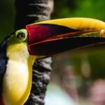 Alturas Wildlife Sanctuary Toucan