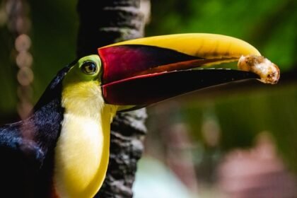 Alturas Wildlife Sanctuary Toucan