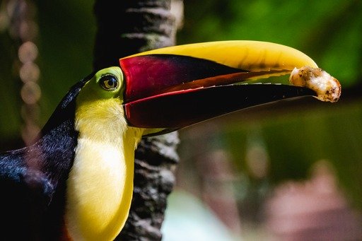 Alturas Wildlife Sanctuary, Costa Rica