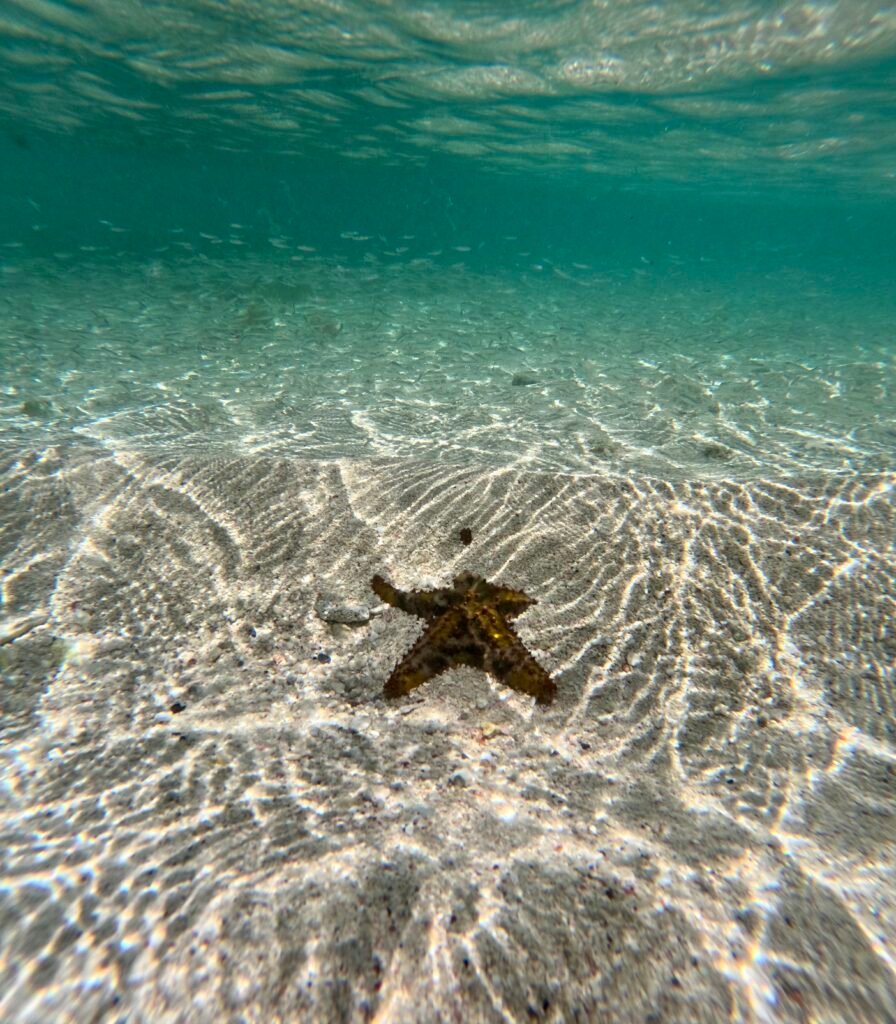 Seastar Utila