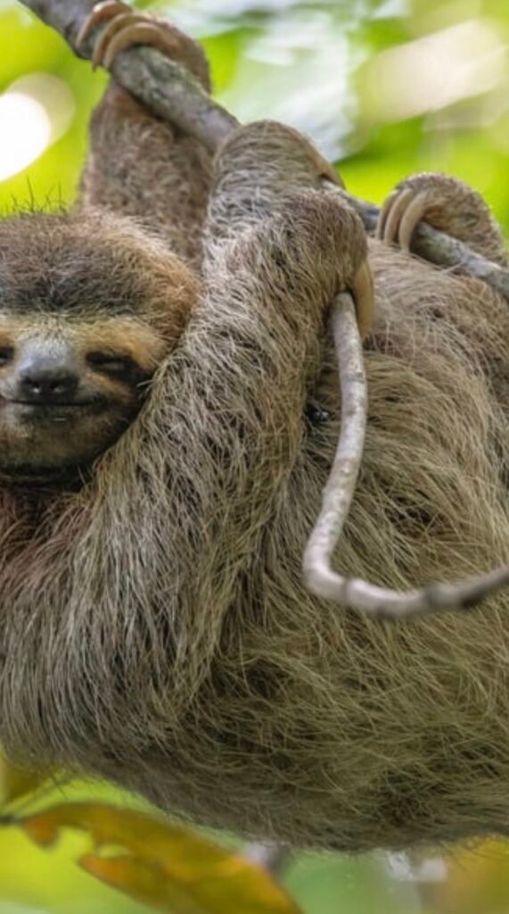 Sloth in costa rica