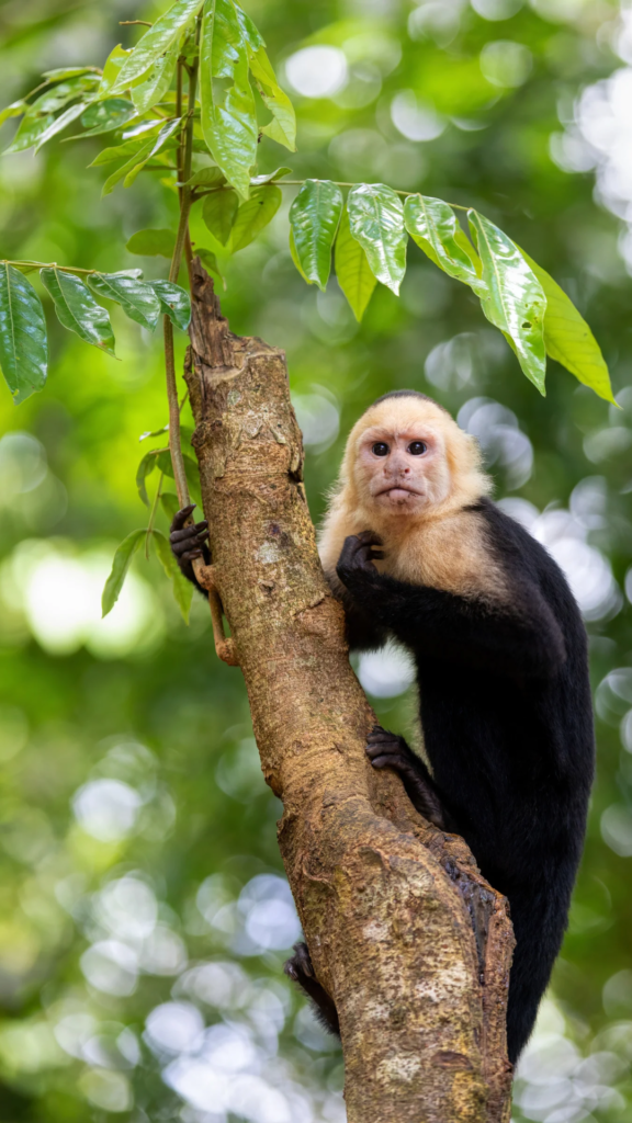 Costa Rica wildlife