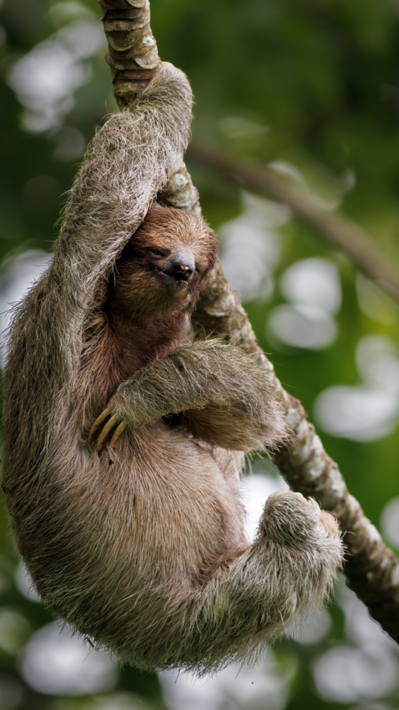 Sloth in Costa Rica
