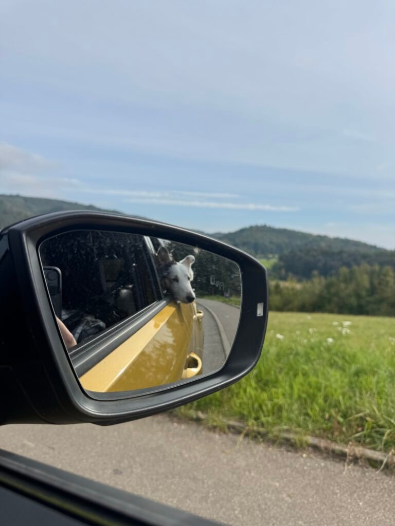 Black Forest Germany 