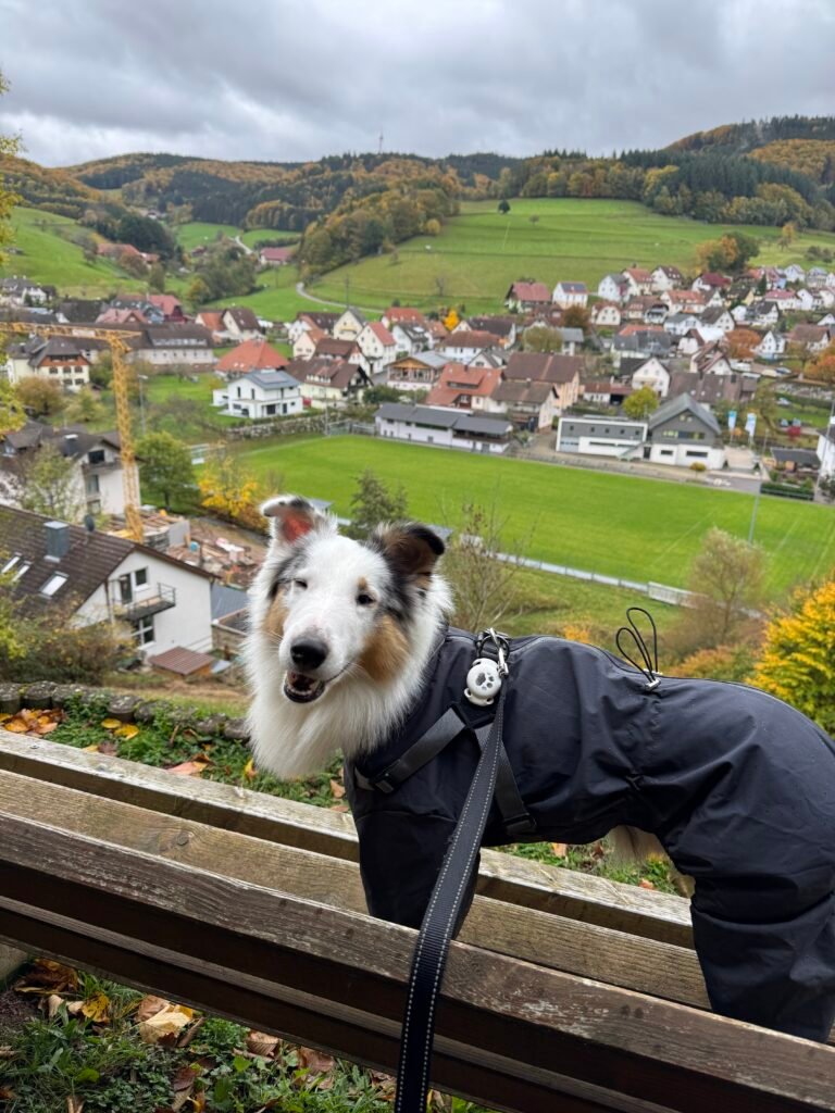 Black Forest Germany 